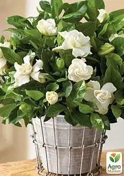 Саджанець Agro-Market Гарденія жасминовидная The first love (Gardenia jasminoides) (52634) - мініатюра 4