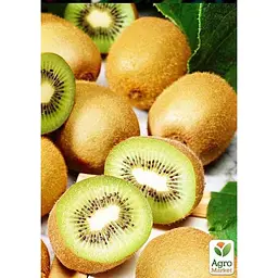 Саджанець Agro-Market Ківі Соло (самозапильний) (26160) - мініатюра 3