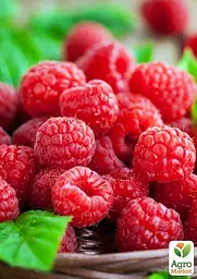Саджанець Agro-Market Малинове дерево Малинова насолода (Сrimson delight) преміальний, плодоносний, високоврожайний сорт) 1 шт. в пакуванні (47689) - мініатюра 2