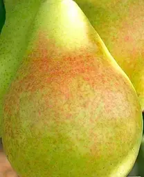 Саджанець Agro-Market Груша Дельбарью (осінній сорт, середній термін дозрівання) (35802) 1 шт. в упаковці - мініатюра 2