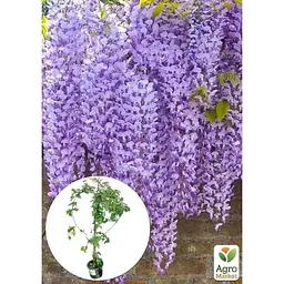 Саджанець Agro-Market Гліцинія китайська Blue Sapphire ком/сітка висота 150 см (179897) 1 шт. в упаковці - мініатюра 4