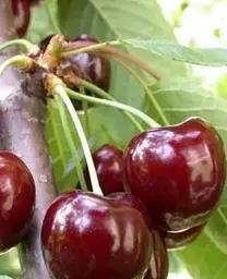 Саджанець Agro-Market Черешня Валерій Чкалов (літній сорт, ранній термін дозрівання) (15778) 1 шт. в упаковці - мініатюра 2