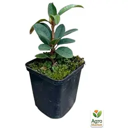 Саджанець Agro-Market Рододендрон рожевий Фантастика (Fantastica) (45482) 1 шт. в упаковці - мініатюра 3