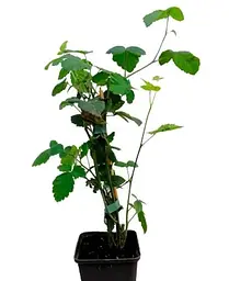 Саджанець Agro-Market LMTD Ожина Thornless Evergreen (сортова, укорінена) 1 саджанець (93488) - мініатюра 2