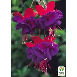 Саджанець Agro-Market Фуксія ампельна Voodoo (контейнер № 10 висота 10-15 см) (48362) 1 шт. в упаковці - мініатюра 3