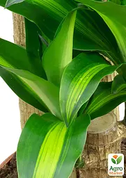Саджанець Agro-Market Драцена Фрагранс Мassanzheana кімнатна 2-х ярусна висота 75-95 см вазон С5, 1 шт. в упаковці (181116) - мініатюра 2