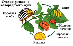 Бакова суміш від колорадського жука на 2,5 сотки - мініатюра 2