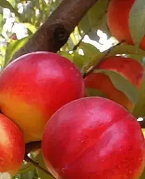 Саджанець Agro-Market Нектарин Кримчанин (лисий персик, літній сорт, пізній термін дозрівання) (15919) 1 шт. в упаковці - мініатюра 2