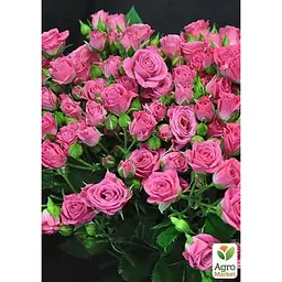 Троянда дрібноквіткова (спрей) Agro-Market Лавлі Лідія саджанець класу АА+ вищий сорт 1 шт. в упаковці (36219) - мініатюра 2