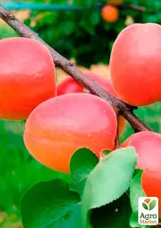 Саджанець Agro-Market Абрикос Меджик Кот (літній сорт, ранній термін дозрівання) 1 шт. в упаковці (71827) - мініатюра 2