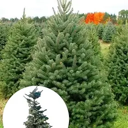 Ялина зелена Agro-Market Kaibab вiд 150 до 175 см 180155 1 саджанець в упаковці