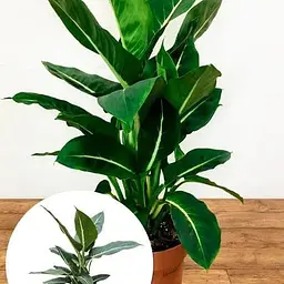 Дифенбахія (Dieffenbachia) Agro-Market Green Magic висота 40-60см (185441) 1 саджанець в упаковці е кімнатний - мініатюра 3