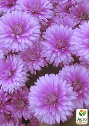 Саджанець Agro-Market Астра ново-бельгійська Fun Pink Dark (С1,5 висота 20-30см) (105530) - мініатюра 3