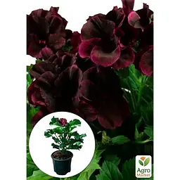 Саджанець Agro-Market Пеларгонія Королівська Aristo Black Velvet (контейнер № 10 висота 10-20 см) (49109) 1 шт. в упаковці - мініатюра 4