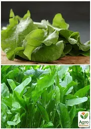 Насіння Agro-Market Щавель Бельвільський на вагу ціна за 6 г (22088) - мініатюра 2
