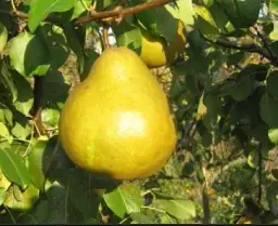 Саджанець Agro-Market Груша Лимонка (літній сорт, ранній термін дозрівання) 1 шт. в упаковці (15782) - мініатюра 3