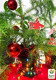 Саджанець Agro-Market Араукарія (Araucaria heterophylla) кімнатна ялина 1 шт. в упаковці (51637) - мініатюра 3