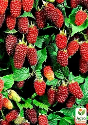 Саджанець Agro-Market Малиново - ожиновий гібрид Медана корневище (ранні терміни дозрівання) 1 шт. в пакуванні (43048) - мініатюра 2