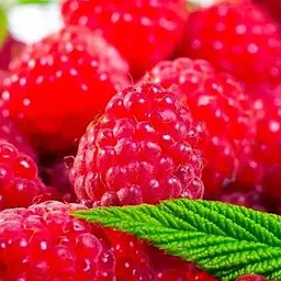 Малина Agro-Market "Джоан Джей" (ремонтантний безшипий високоврожайний сорт шотландської селекції) 1-річний саджанець (189534) 1 шт в упаковці