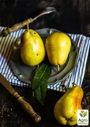 Саджанець Agro-Market Груша Ноябрська (ранньозимовий сорт, пізній термін дозрівання) 1 шт. в упаковці (20917) - мініатюра 3