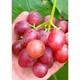 Саджанець Agro-Market Виноград Червоне полум'я (кишмиш, ранньо-середній термін дозрівання, має тривалий термін зберігання ягід) 1 шт. в упаковці (20041) - мініатюра 3