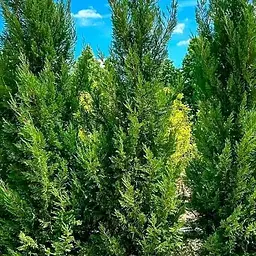 Купрессоципарис Лейланда "Pyramidalis" С5 висота 80-100см (186575) 1 саджанець
