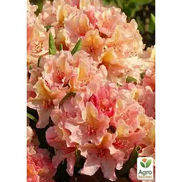 Саджанець Agro-Market Рододендрон гібридний Brasilia (49190) 1 шт. в упаковці - мініатюра 2