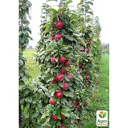 Саджанець Agro-Market Яблуня колоноподібна Анда укорінена в контейнері (саджанець 2 роки) (99967) - мініатюра 2