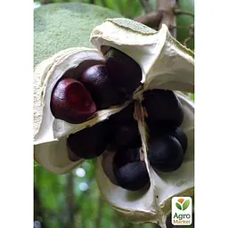 Саджанець Agro-Market Ксантоцерас (Чекалкін горіх) середній термін дозрівання (48738) - мініатюра 5