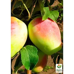 Саджанець Agro-Market Яблуня Синап Алма-Атинський укорінена в контейнері (саджанець 2 роки) (153220) - мініатюра 3