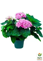Саджанець Agro-Market LMTD Гортензія крупнолистна квітуча 3-х річна Magical Revolution Pink (30-40см) (62425) - мініатюра 2