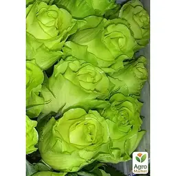 Троянда чайно-гібридна Agro-Market Лімбо (Limbo саджанець класу АА+ вищий сорт 1 шт. в упаковці (36008) - мініатюра 4