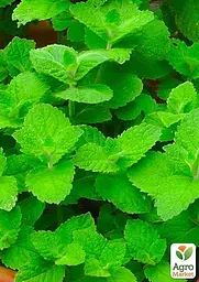 Саджанець Agro-Market М'ята Яблучна Mentha Rotundifolia (контейнер Р9, Корневище) 1 шт. в упаковці (49186) - мініатюра 2