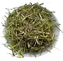 Буркун білий Трава Донник Melilotus albus - мініатюра 1