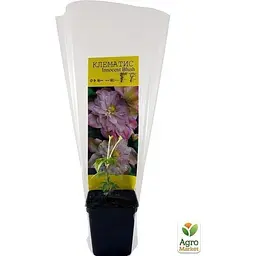 Саджанець Agro-Market Клематис Innocent Blush (повторноквітучий сорт) (38362) 1 шт. в упаковці - мініатюра 3