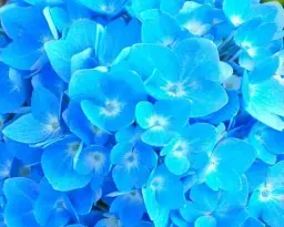 Гортензія Agro-Market Blue Lagoon крупнолиста зимостійкий високоврожайний сорт 1 саджанець в упаковці (47667) - мініатюра 2