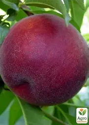 Саджанець Agro-Market Персик Річ Мей 1 шт. в упаковці (39934) - мініатюра 2