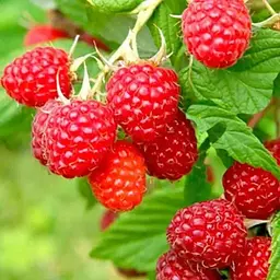 Малина Agro-Market "Зева" (ремонтантний високоврожайний сорт, швейцарської селекції) 1-річний саджанець (189490) 1 шт в упаковці