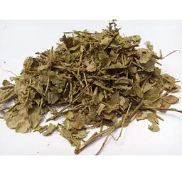 Чорниця Листя Борівка Чорничник Афина Яфин Vaccinium myrtillus - мініатюра 1