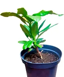 Рододендрон Agro-Market Nova Zembla С2 гібридний 2-х річний висота 25-40 см 1 саджанець в упаковці (43009) - мініатюра 2