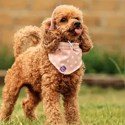 Панама для собак Hat-Dog рожева (XXL) - мініатюра 7