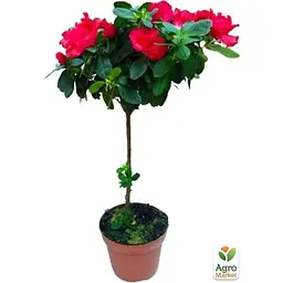 Саджанець Agro-Market Рододендрон на штамбі квітучий 3-х річний Red Baron (40-60 см) (62808) из Нидерландов 1 шт. в упаковці - мініатюра 2