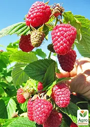 Саджанець Agro-Market Малинове дерево Євразія 1 шт. в пакуванні (178534) - мініатюра 2