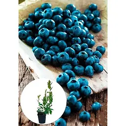 Саджанець Agro-Market Лохина (чорниця садова) Бріджита Блю (Brigitta Blu) (пізній термін дозрівання) 1 шт. в упаковці (21310) - мініатюра 2