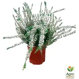 Саджанець Agro-Market Верес вічнозелений Long White (52643) 1 шт. в упаковці - мініатюра 3