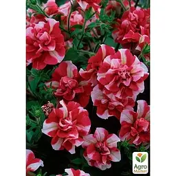 Саджанець Agro-Market Петунія напівампельна Tumbelina Cherry Ripple (контейнер №10 висота 10-15 см) (52236) 1 шт. в упаковці - мініатюра 2