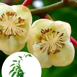 Саджанець Agro-Market Актинідія Запилювач, Дон Жуан (один саджанець запилює до 5-6 рослин! Чоловіча квітка) (20748) 1 шт. в упаковці - мініатюра 2