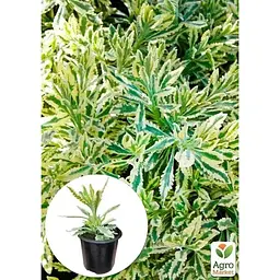 Саджанець Agro-Market Лаванда пестролиста зубчаста Meerlo (контейнер № 10 висота 10-15 см) (48064) 1 шт. в упаковці - мініатюра 4