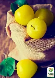 Саджанець Agro-Market Слива Ренклод Бове (середній термін дозрівання) 1 шт. в упаковці (15793) - мініатюра 3