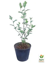 Саджанець Agro-Market Гібіскус сирійський Ardens С3, висота 20-40 см (93955) - мініатюра 3